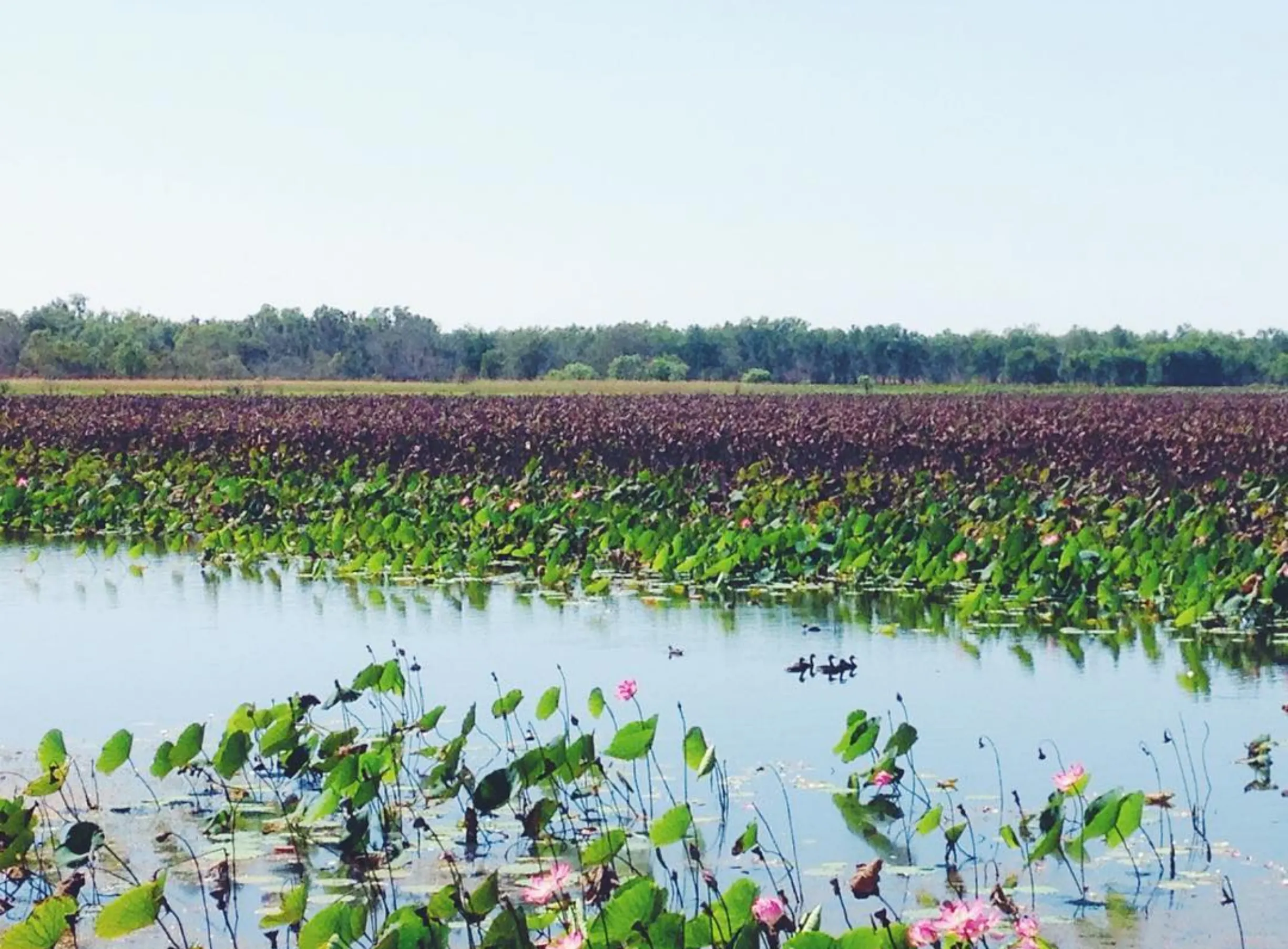 Mamukala Wetlands